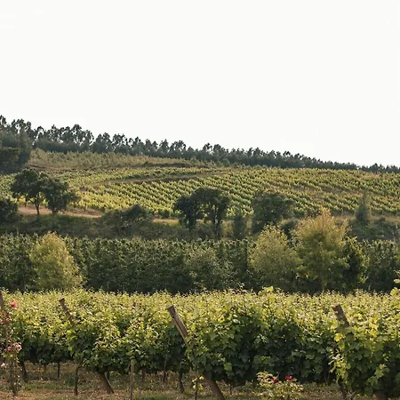 Farm stay Quinta Do Porto Nogueira (adults Only) Alguber